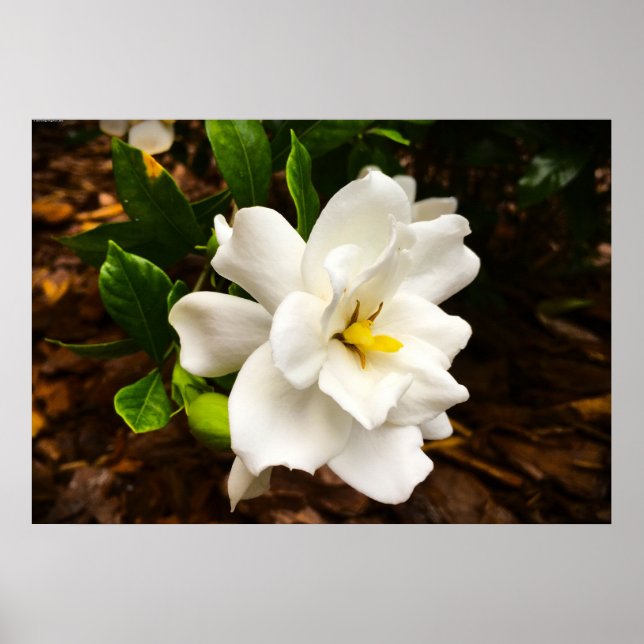 Poster Gardenia (Frente)
