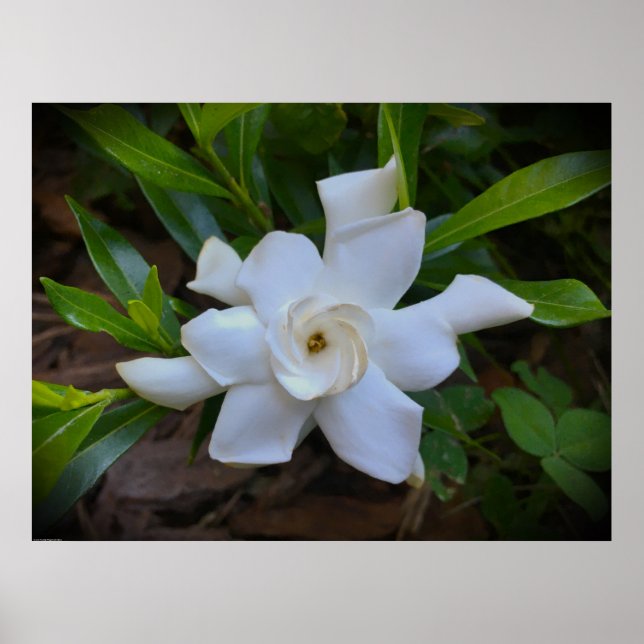 Poster Gardenia (Frente)