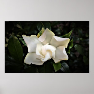 Poster Gardenia