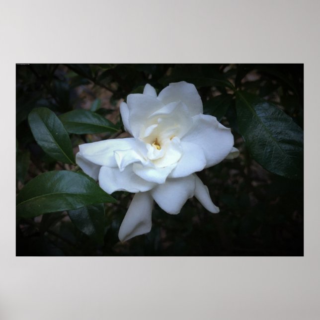 Poster Gardenia (Frente)