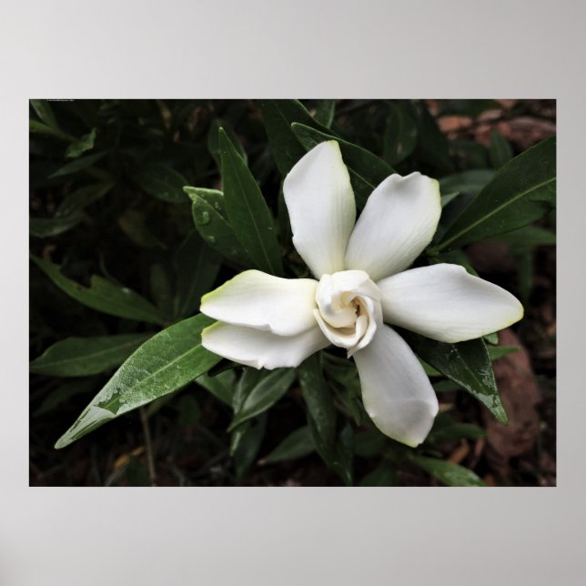 Poster Gardenia (Frente)