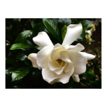 Gardenia