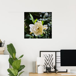 Poster Gardenia