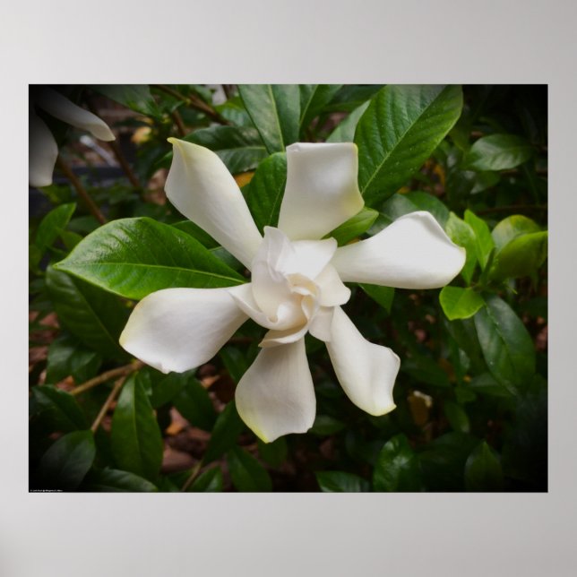 Poster Gardenia (Frente)