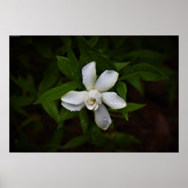 Poster Gardenia