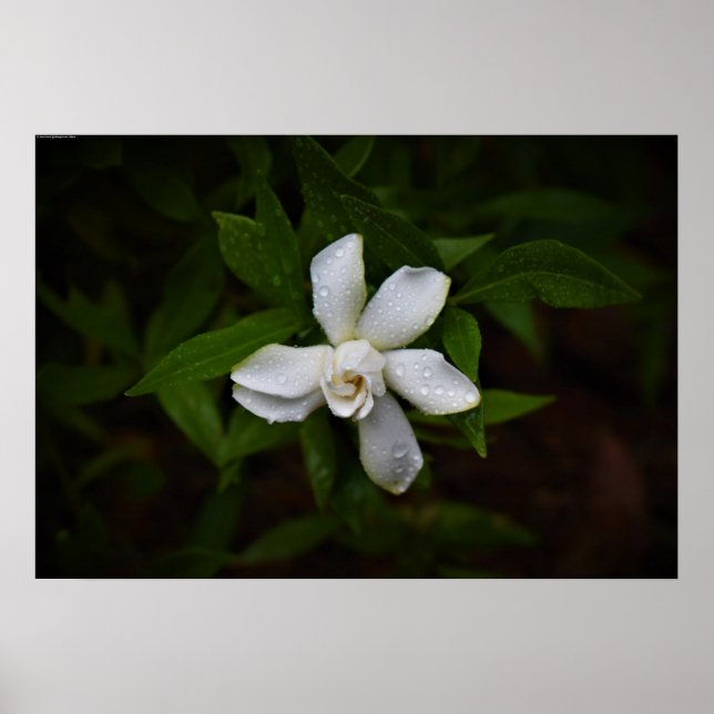 Poster Gardenia (Frente)