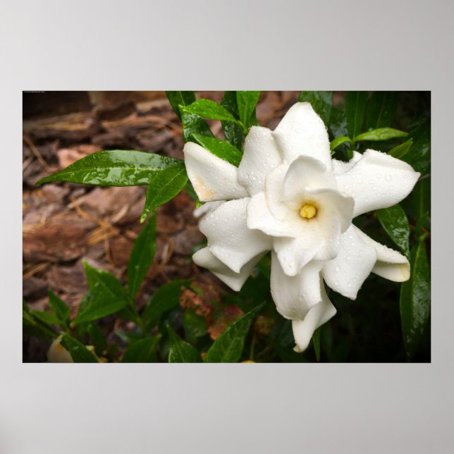 Poster Gardenia (Frente)
