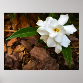 Poster Gardenia