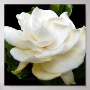 Poster Gardenia 2 branco puro