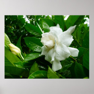 Pôster Gardenia da selva