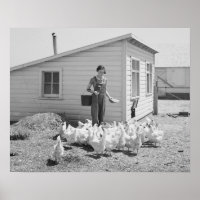 Garota fazenda Alimentando Galinhas, 1936. Vintage