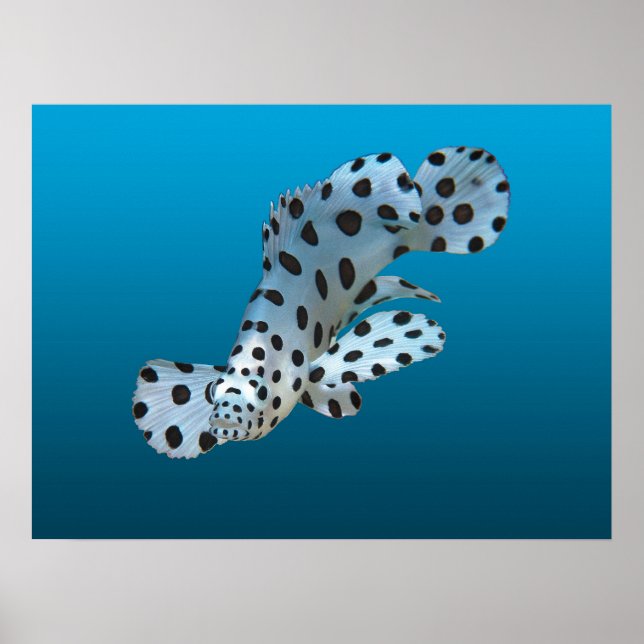 Poster Garroupa Jovem - Fundo azul gradiente |  (Frente)
