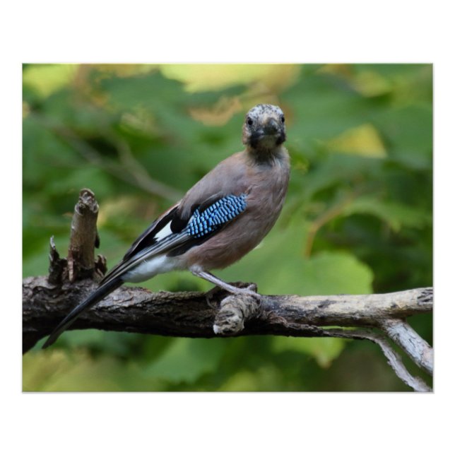 Pôster Garrulus glandarius - Eichelhäher (Frente)