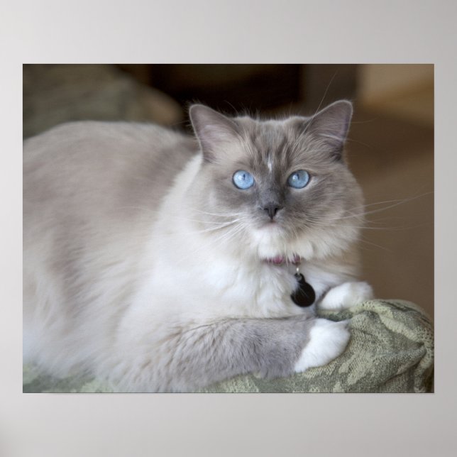 Pôster Gata Ragdoll fêmea (Frente)