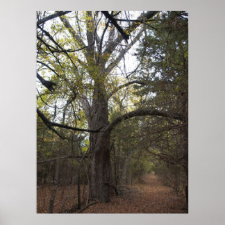 Poster Gateway Pecan