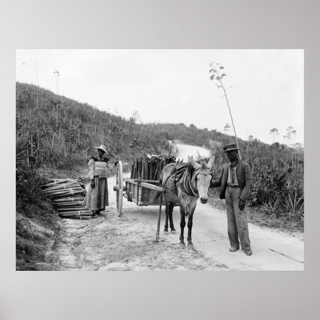 Poster Gathering sisal, Nassau, Ilhas Bahama, c1900 (Frente)