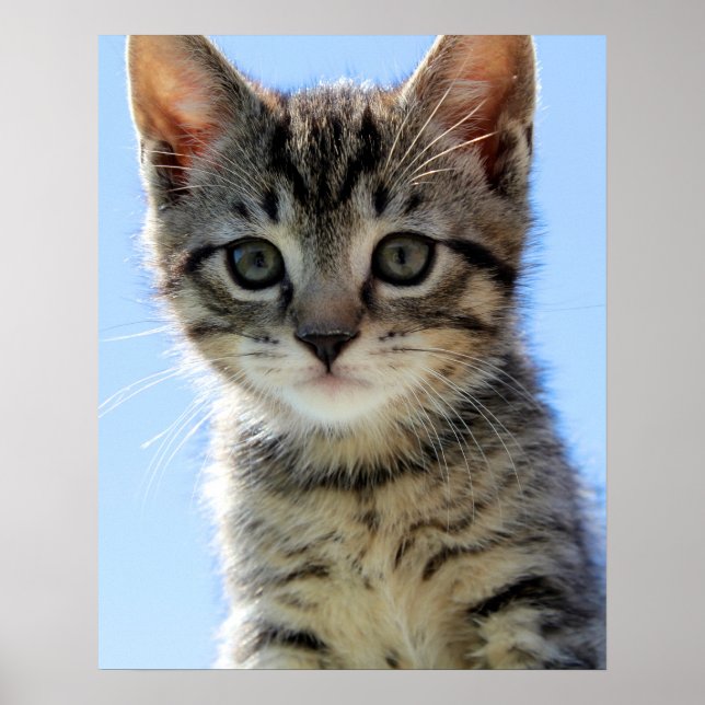 Pôster gatinho (Frente)