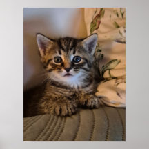 Gatinho