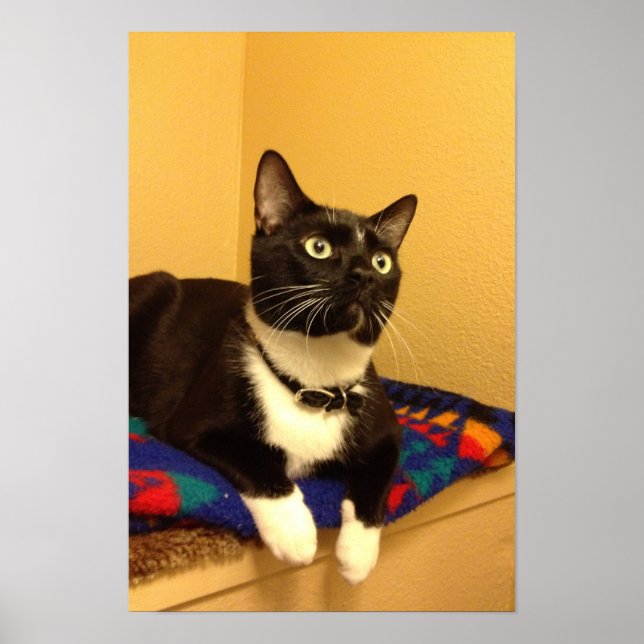 poster gatinho (Frente)