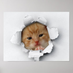 Poster Gatinho