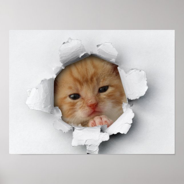 Poster Gatinho (Frente)