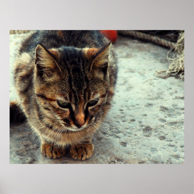 Pôster Gatinho (Frente)