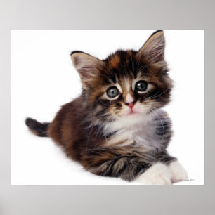 Pôster Gatinho