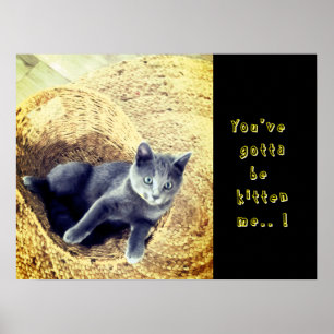 Poster Gatinho