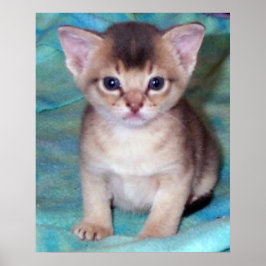 Pôster Gatinho Abissínio - Quatro Semanas de Idade