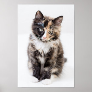 Pôster Gatinho adorável da chita