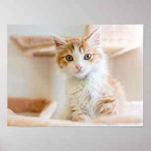 Pôster Gatinho alaranjado & branco