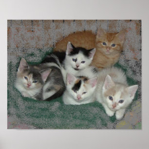 Pôster Gatinho Amor