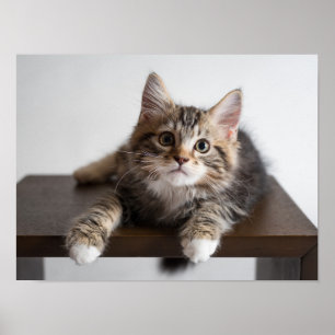 Poster Gatinho Atordoável Tabby com Patas Brancas