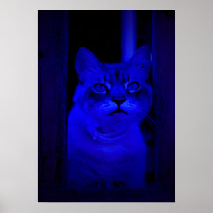Pôster Gatinho azul