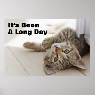 Poster Gatinho Bonito