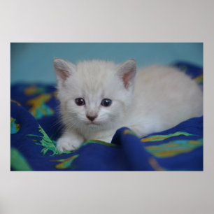 Poster Gatinho bonito