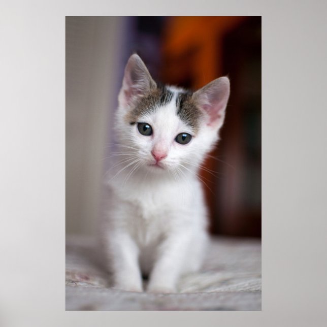 Poster Gatinho branco (Frente)