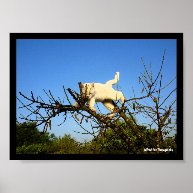Poster Gatinho Branco Desajeitado na Amendoeira (Frente)