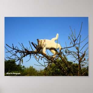Poster Gatinho Branco Desajeitado na Amendoeira