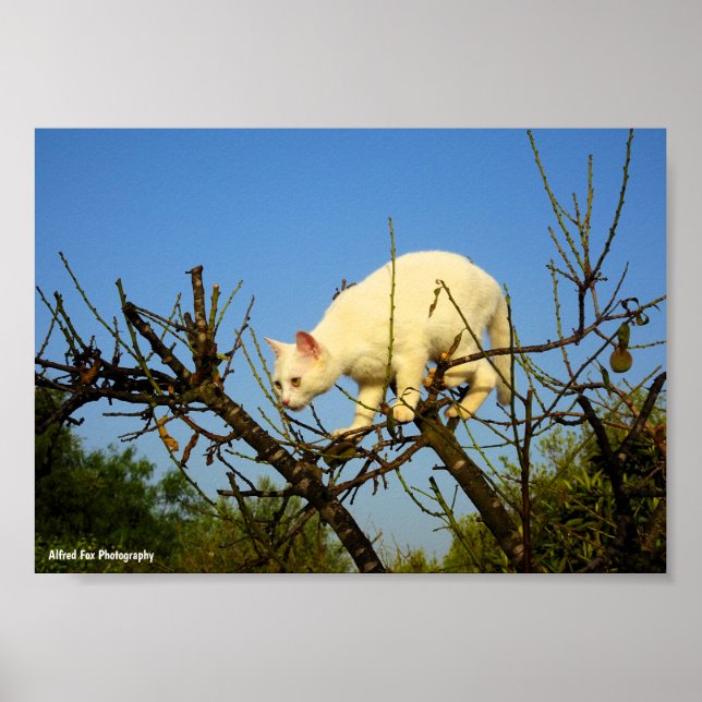 Poster Gatinho Branco na Amendoeira (Frente)