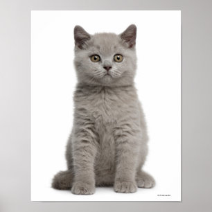 Pôster Gatinho britânico de Shorthair (10 semanas velho)