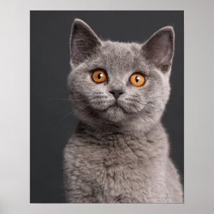 Pôster Gatinho britânico de Shorthair (3 meses velho)