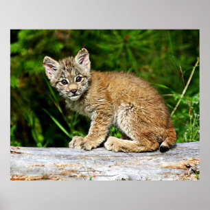 Pôster Gatinho canadense do lince