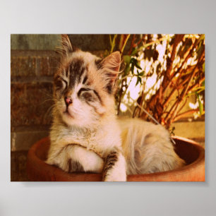 Poster Gatinho Comfy Sleepy