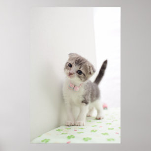 Pôster Gatinho da dobra do Scottish