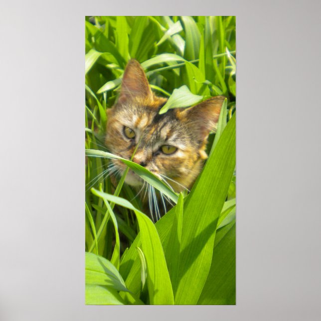 Poster Gatinho da selva precioso (Frente)