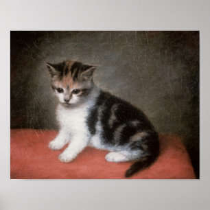 Pôster Gatinho de George Stubbs da senhorita Ann