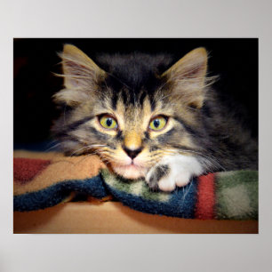 Pôster Gatinho de Tabby Pensado