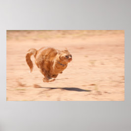 Pôster Gatinho de Zoom