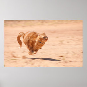 Pôster Gatinho de Zoom
